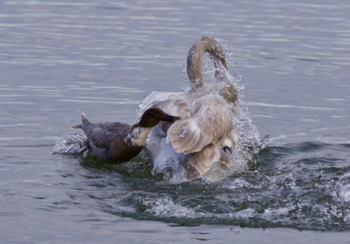 Isolated photo of a swan under attack of a  crazy duck