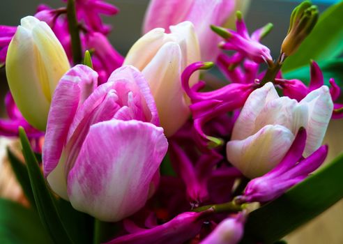 gift bouquet of spring flowers tulip