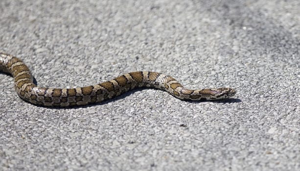 Beautiful isolated photo of a snake on a road