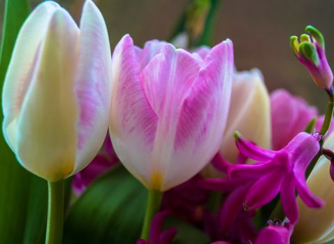 gift bouquet of spring flowers tulip