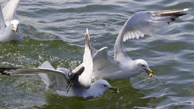 Beautiful isolated photo of the gulls