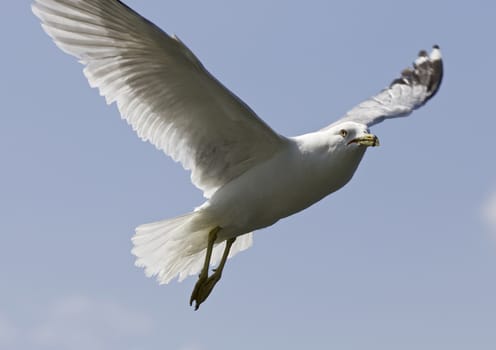 Beautiful isolated photo of the gulls