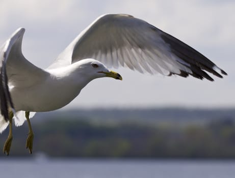 Beautiful isolated photo of the gulls