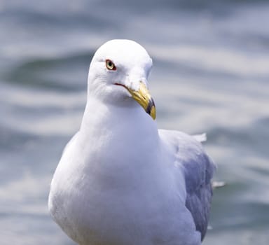 Beautiful isolated photo of a gull