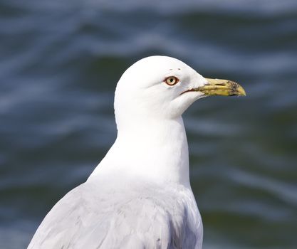 Beautiful isolated photo of a gull