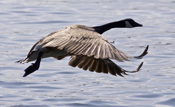 Beautiful isolated photo of a Canada goose taking off from the water