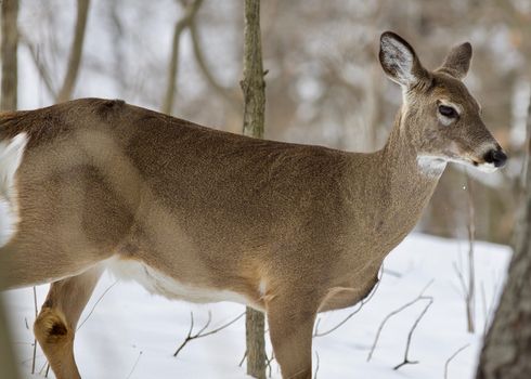 Beautiful isolated photo with a wild deer in the snowy forest