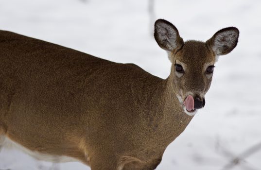 Beautiful isolated photo with a wild deer in the snowy forest