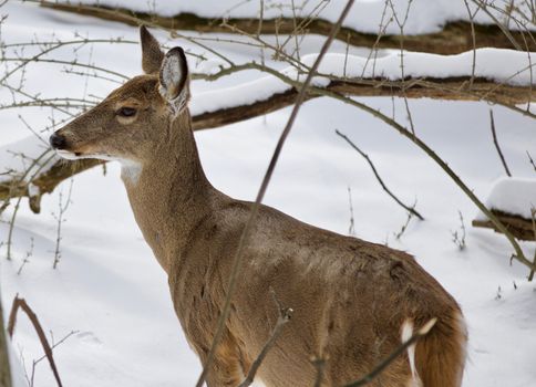 Beautiful isolated photo with a wild deer in the snowy forest