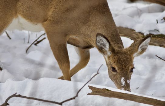 Beautiful isolated photo with a wild deer in the snowy forest