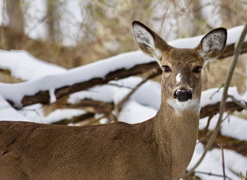 Beautiful isolated photo with a wild deer in the snowy forest