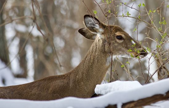 Beautiful isolated photo with a wild deer in the snowy forest