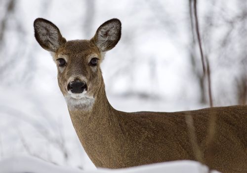 Beautiful isolated photo with a wild deer in the snowy forest