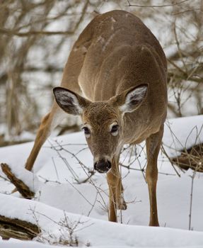 Beautiful isolated photo with a wild deer in the snowy forest