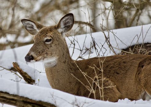 Beautiful isolated photo with a wild deer in the snowy forest