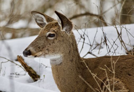 Beautiful isolated photo with a wild deer in the snowy forest