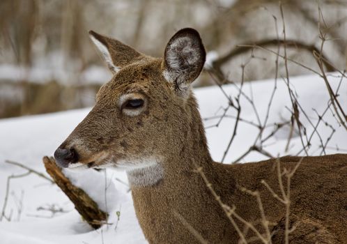 Beautiful isolated photo with a wild deer in the snowy forest