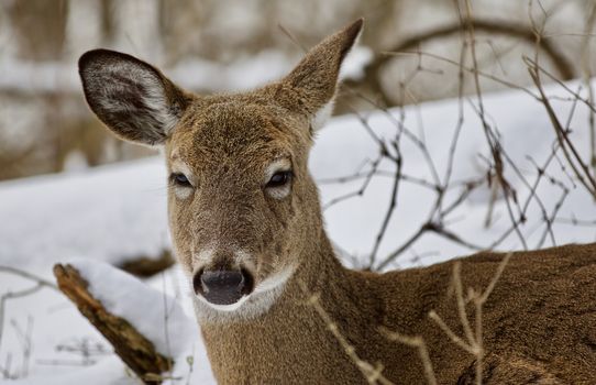 Beautiful isolated photo with a wild deer in the snowy forest