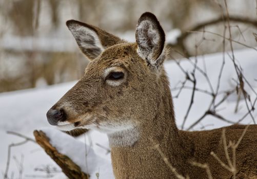 Beautiful isolated photo with a wild deer in the snowy forest