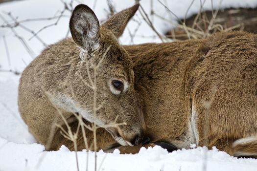 Beautiful isolated photo with a wild deer in the snowy forest