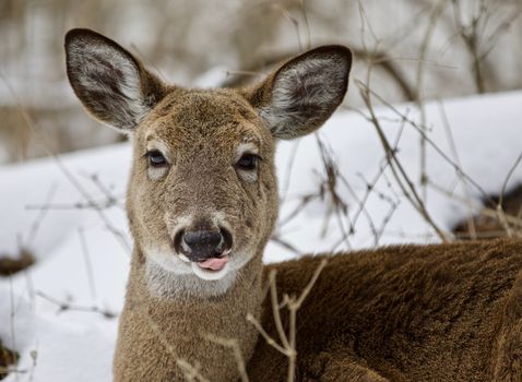 Beautiful isolated photo with a wild deer in the snowy forest