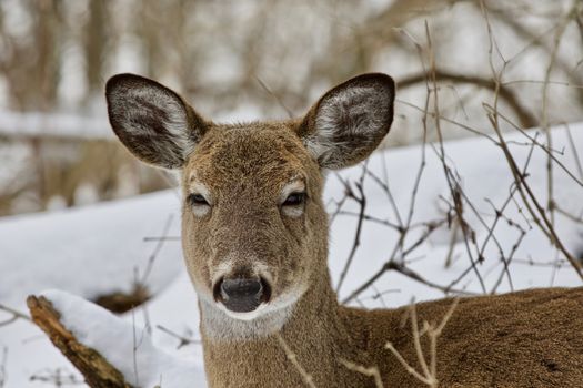 Beautiful isolated photo with a wild deer in the snowy forest