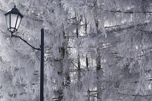 beautiful lights in the trees are covered with frost