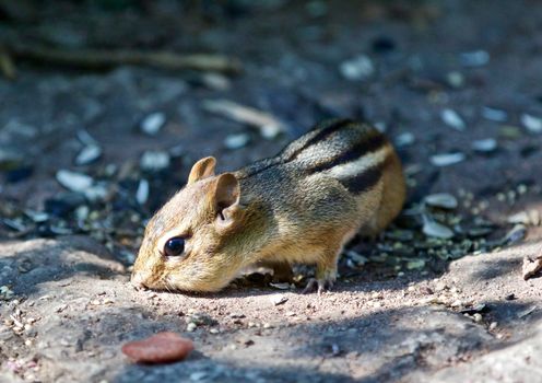 Beautiful isolated photo of a funny cute chipmunk