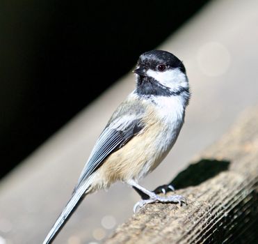 Beautiful isolated photo of a black-capped chickadee bird