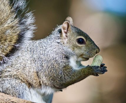 Beautiful isolated photo of a funny cute squirrel