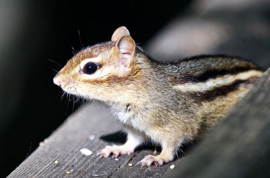 Beautiful isolated photo of a funny cute chipmunk