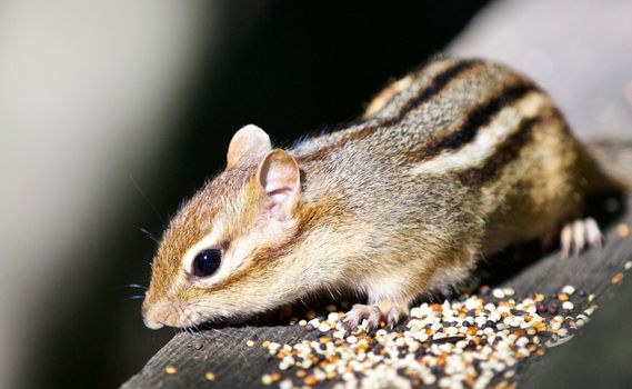 Beautiful isolated photo of a funny cute chipmunk