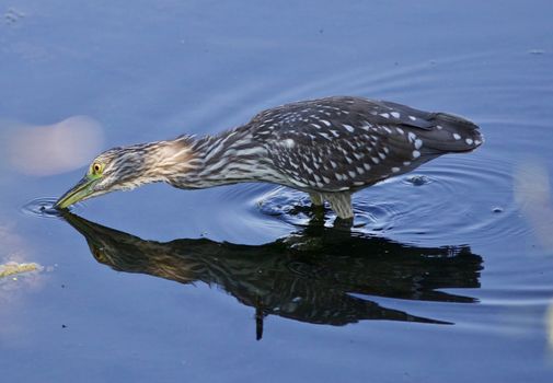 Photo of a funny black-crowned night heron standing on the shore