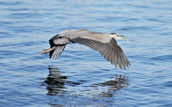 Photo of a great heron in flight near the water