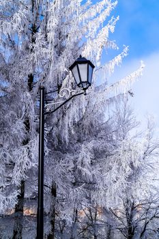 flashlight hidden among the branches of a tree