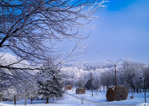 the trees on the Avenue in the Park at winter lantern place