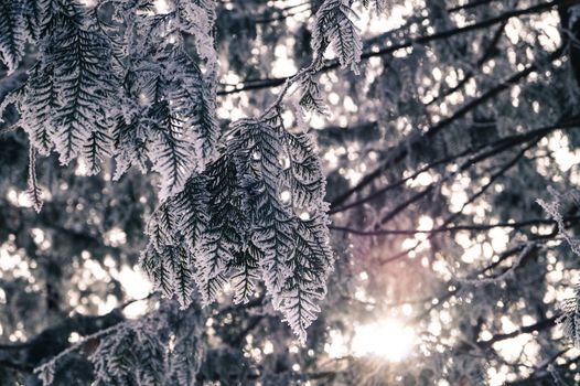 background the branch of an evergreen tree covered with frost