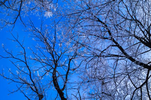 background abstraction view of blue sky through the branches of trees covered with frost