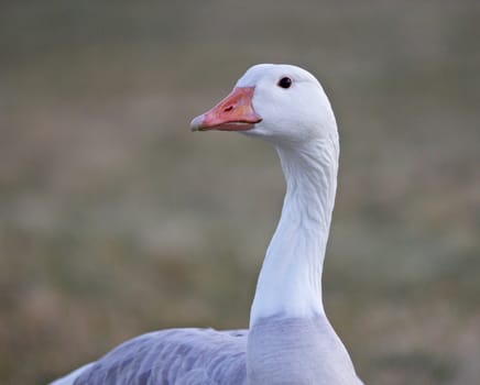 Beautiful isolated photo of a wild snow goose