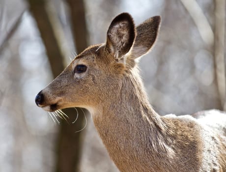 Beautiful isolated photo of wild deer in the forest