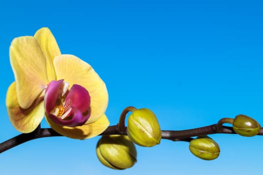 Orchid flower on blue background plant