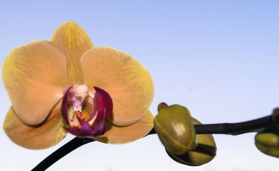 Orchid flower on blue background plant