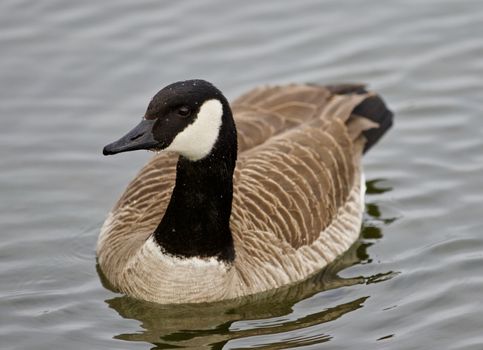 Beautiful isolated photo of a wild Canada goose