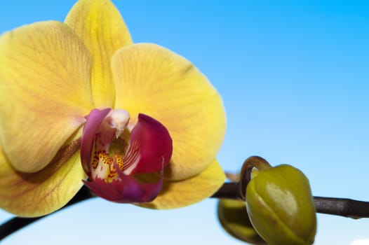 Orchid flower on blue background plant