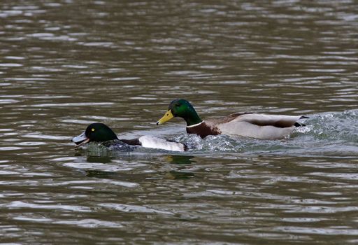 Funny photo of a duck chasing another