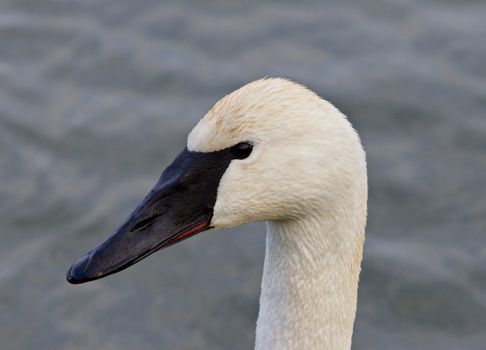Beautiful isolated photo of a wild trumpeter swan