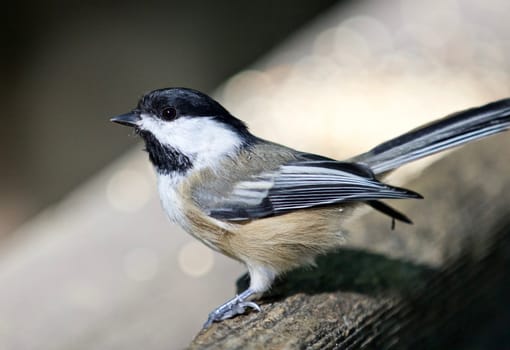 Beautiful isolated photo of a black-capped chickadee bird