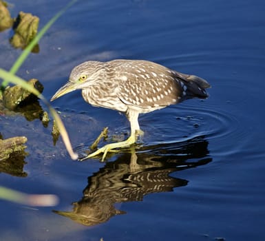 Photo of a funny black-crowned night heron standing on the shore