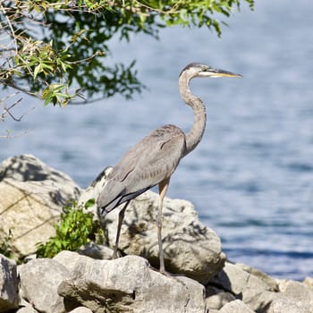 Beautiful photo of a great heron bird on the rock shore