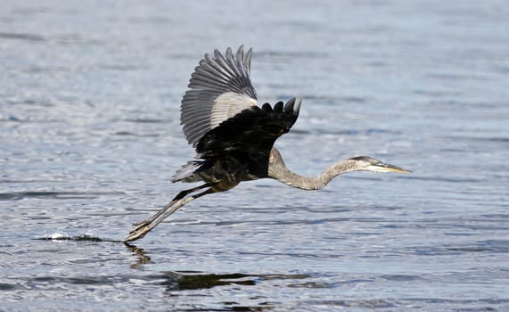 Photo of a great heron in flight near the water